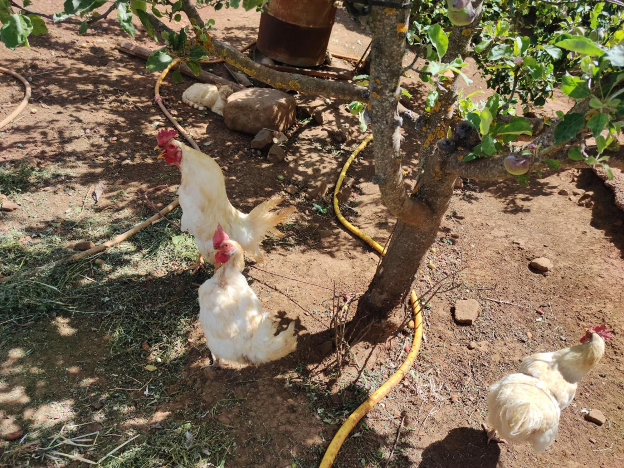 Finca El Cercadillo Gáldar المظهر الخارجي الصورة